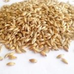 BARLEY GRAIN