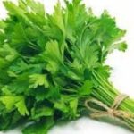 Coriander