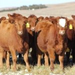 Hereford Cattle