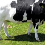 Holstein Friesian Cattle