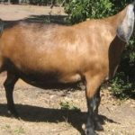 Nubian Goat